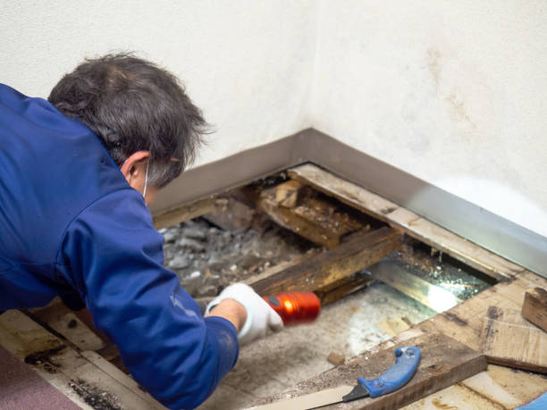 Best Health and Safety Mold Remediation in Scarsdale, NY