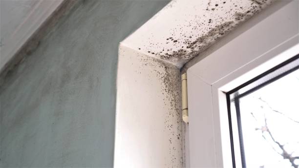 Best Mold Remediation for Specific Building Types in Scarsdale, NY