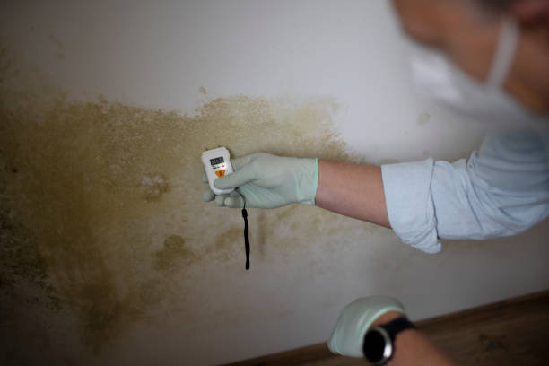 Best Black Mold Remediation in Scarsdale, NY